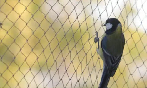 Bird protection nets